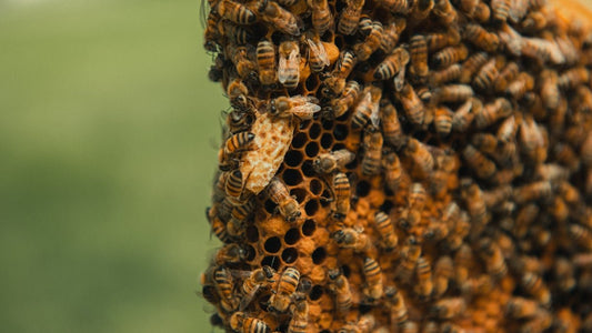 A Complete Guide to Bee Complex and Its Benefits for Gut Health - meli