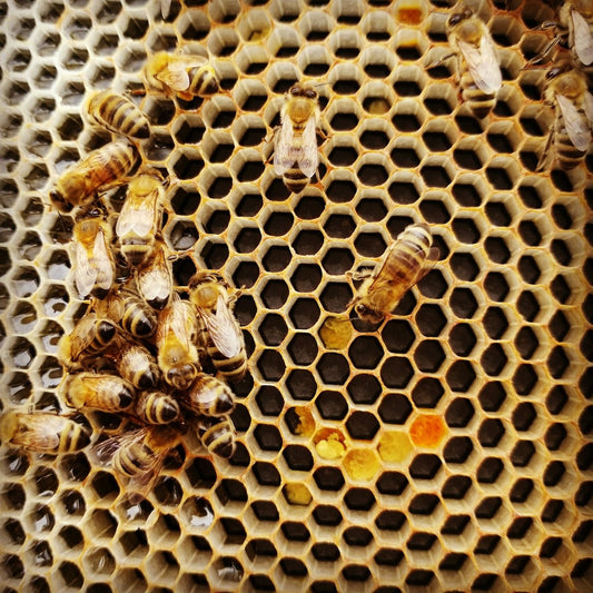 Exploring the Historical Use of Bee Complex for Skin and Gut Health - meli