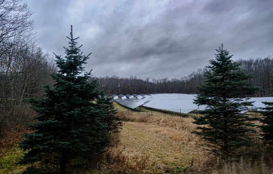 Solar panels in a field with trees.