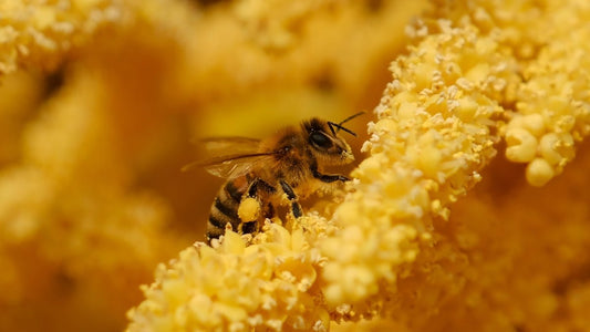 Why Bee Complex is a Game-Changer for Gut and Skin Health - meli